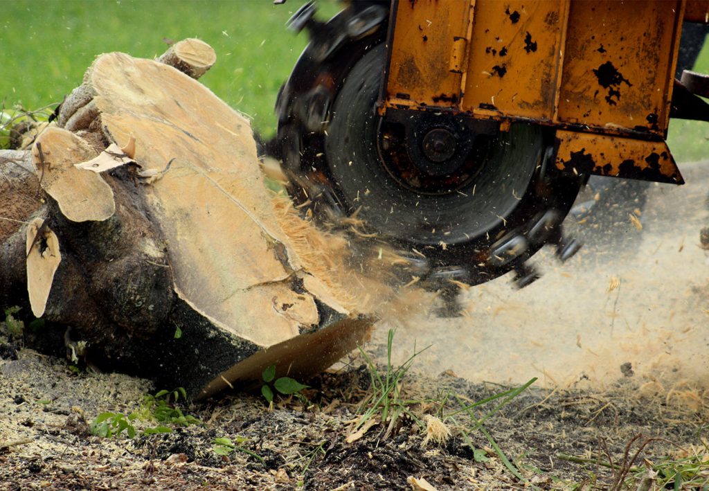 Stump Grinding And Removal Services In West Sussex & Surrey | Sussex Tree Specialists