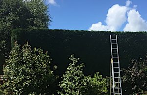 Hedge-Cutting-and-Shaping