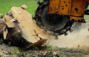 Stump Grinding and Removal
