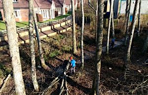 Tree-Felling-and-Removal