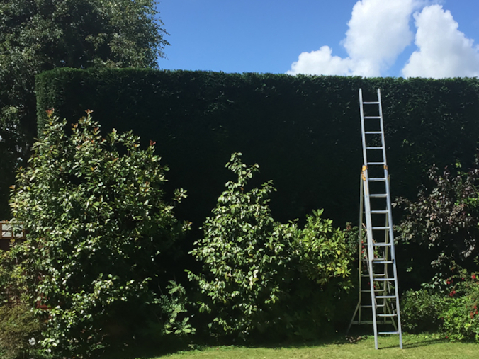 Hedge Cutting & Shaping