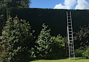 Hedge Cutting & Shaping