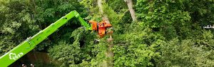 Tree Thinning