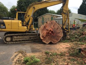 Tree Felling & Removal