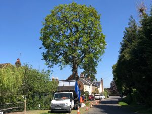 Tree-Pruning