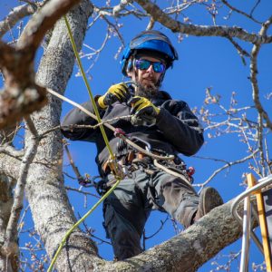 Tree Surgeon