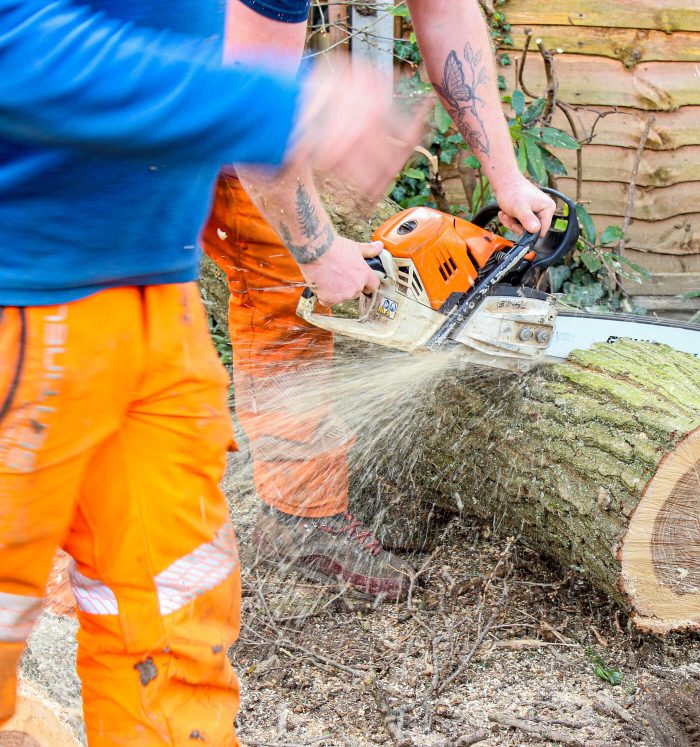 Tree Surgery Jobs in West Sussex. Work with Sussex Tree Specialists.